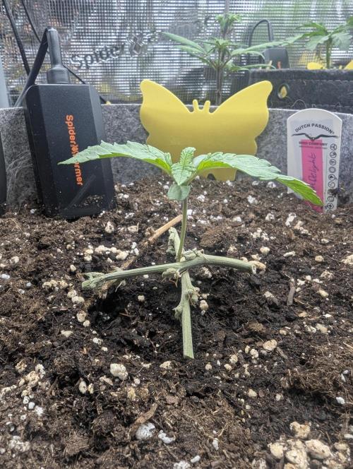 British Delight - Wizard Trees. Week 1