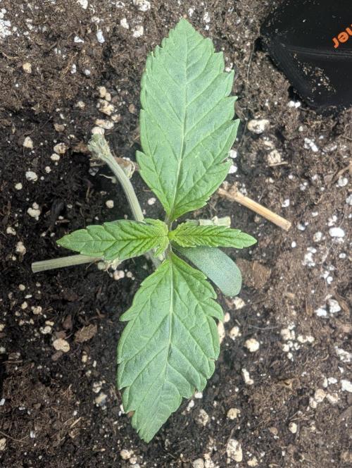 British Delight - Wizard Trees. Week 1