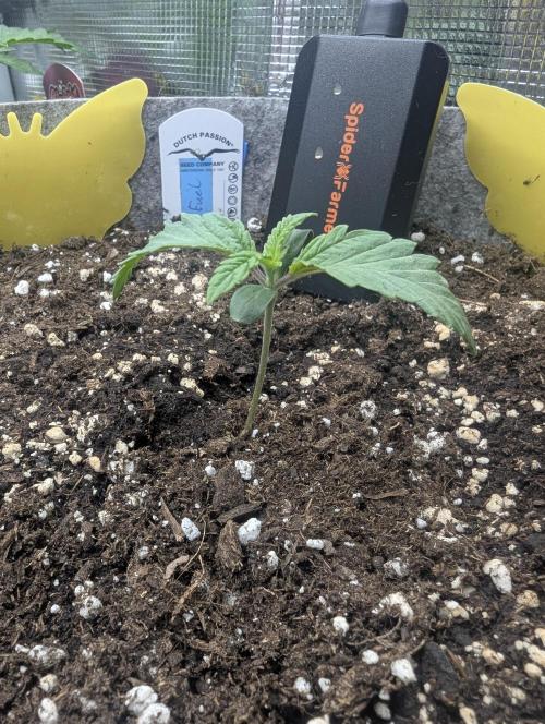 Wizard Fuel - Wizard Trees. Week 1