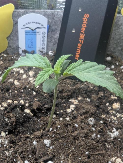 Wizard Fuel - Wizard Trees. Week 1