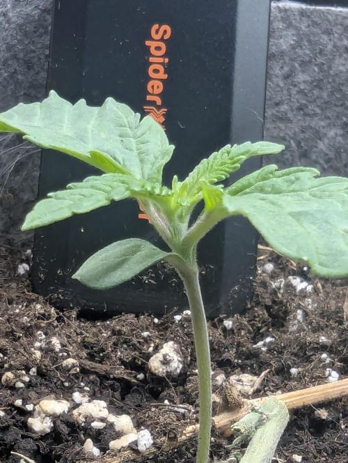 Wizard Fuel - Wizard Trees. Week 1