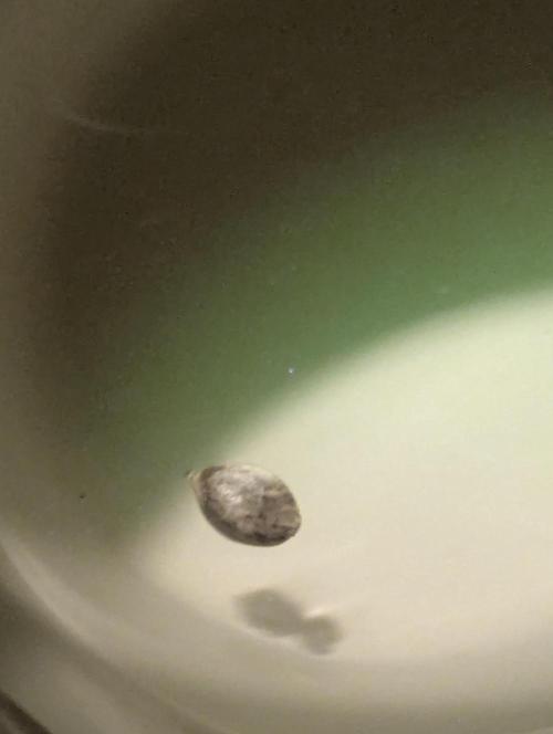 Zhampagne - Compound Genetics. Week 0