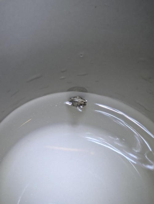 Zhampagne - Compound Genetics. Week 0