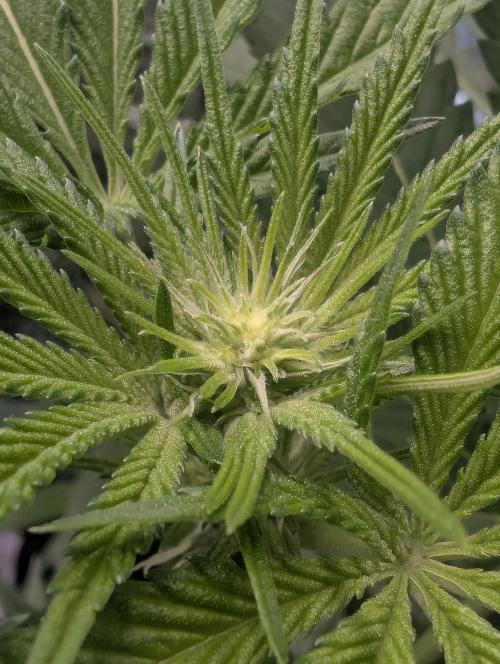 RS11 x Banana OG - Barney's Farm. Week 8