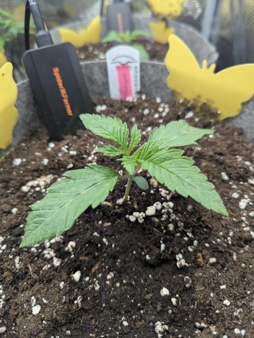 British Delight - Wizard Trees. Week 1