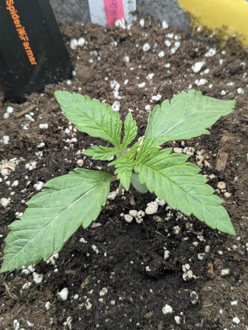 British Delight - Wizard Trees. Week 1