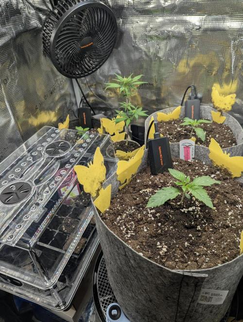 Strawberry Gorilla Auto - FastBuds. Week 4