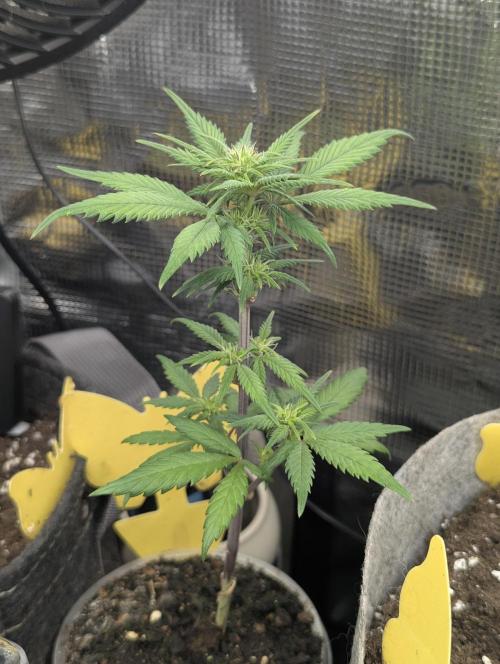 Strawberry Gorilla Auto - FastBuds. Week 4