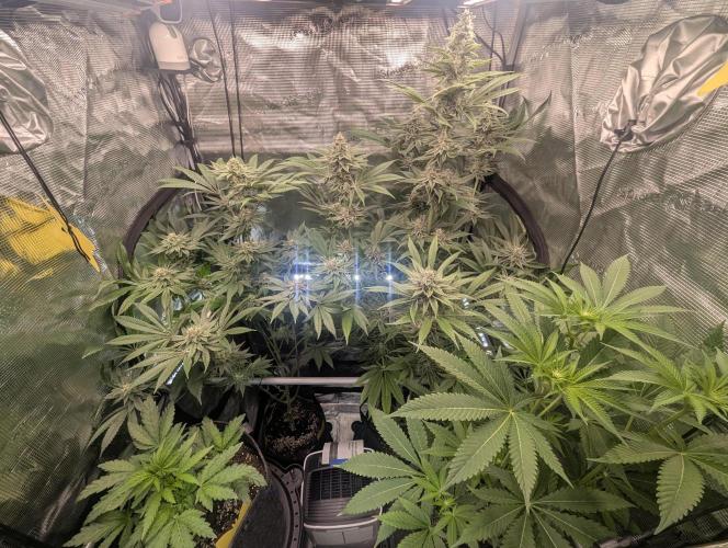 Blue Zushi - Dutch Passion. Week 12