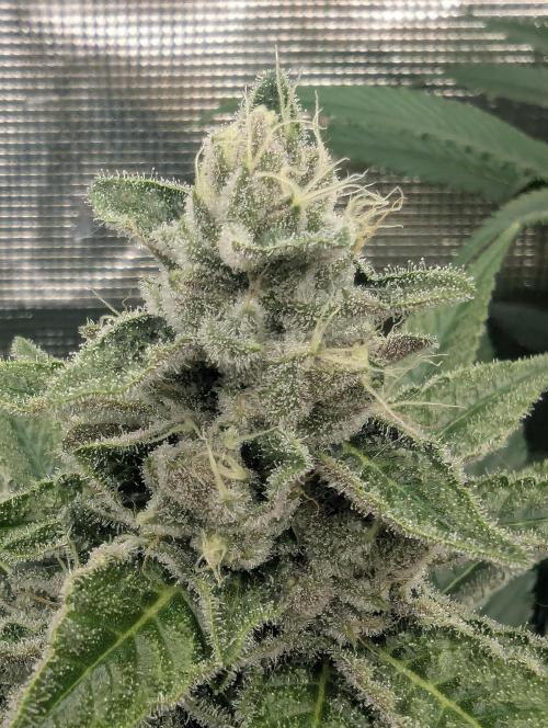 Blue Zushi - Dutch Passion. Week 12