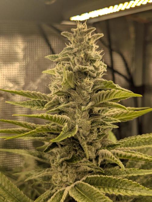 Blue Zushi - Dutch Passion. Week 12