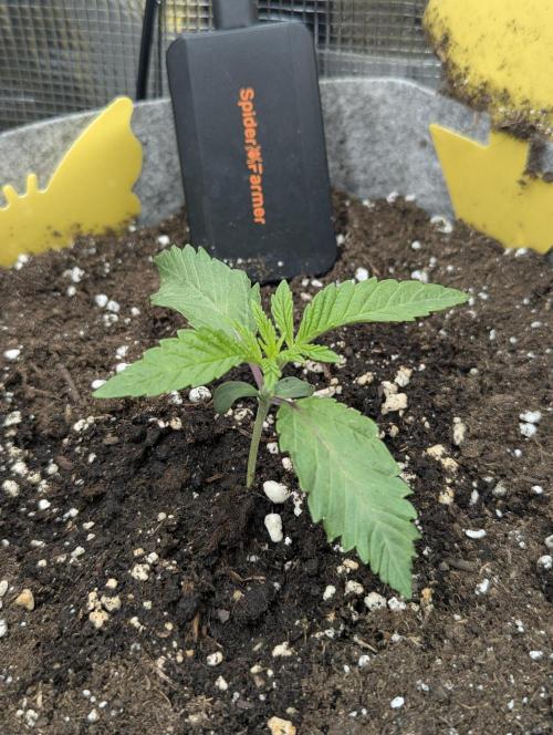 Wizard Fuel - Wizard Trees. Week 1