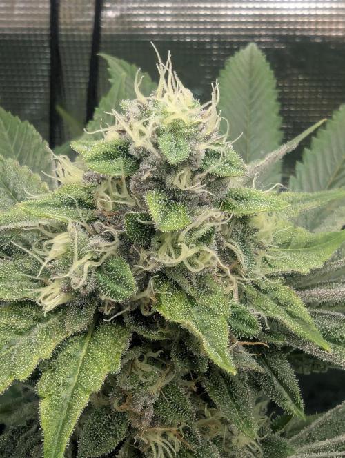 Black Cherry Gushers - Barney's Farm. Week 12