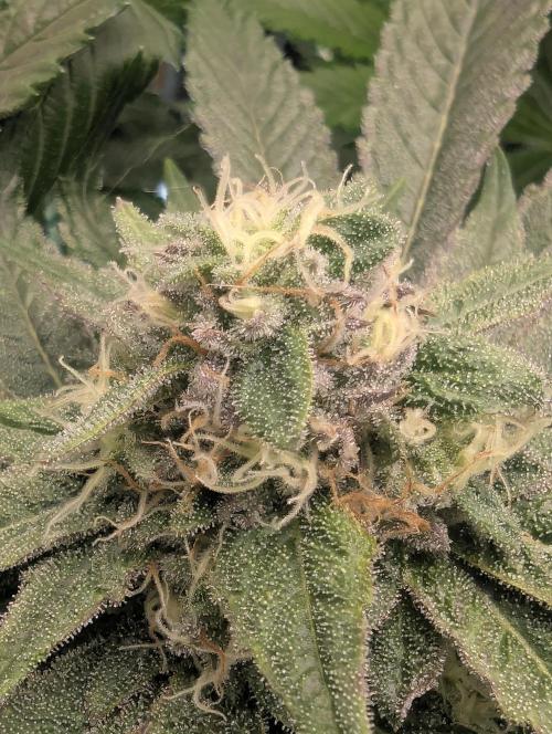 Black Cherry Gushers - Barney's Farm. Week 12