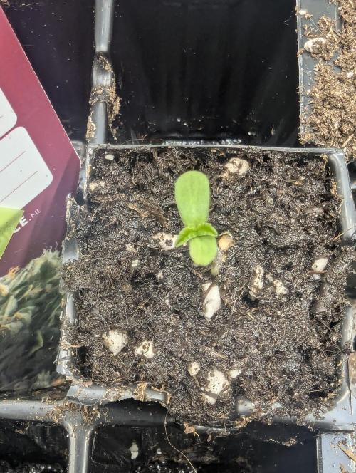 ZodaZa - Umami. Week 0