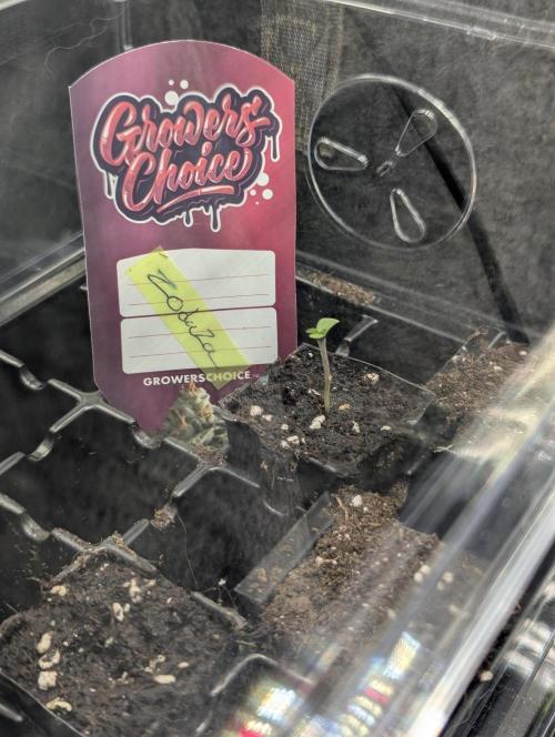 ZodaZa - Umami. Week 0