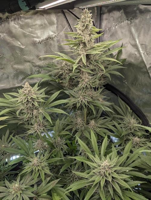 Blue Zushi - Dutch Passion. Week 13