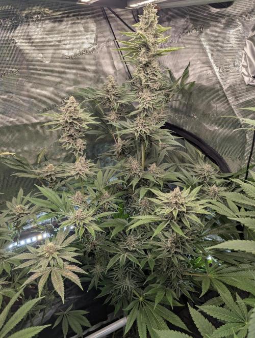 Blue Zushi - Dutch Passion. Week 13