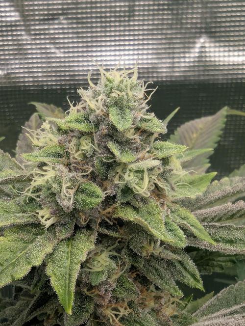 Black Cherry Gushers - Barney's Farm. Week 13