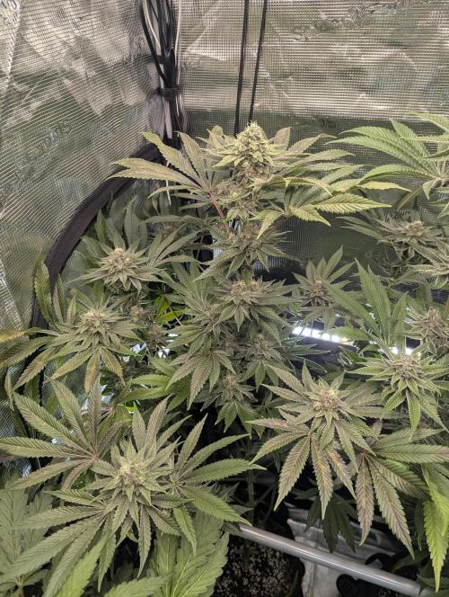 Black Cherry Gushers - Barney's Farm. Week 13