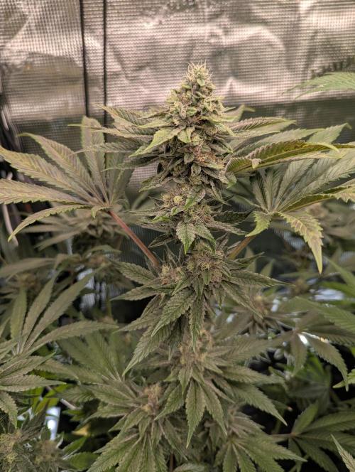 Black Cherry Gushers - Barney's Farm. Week 13