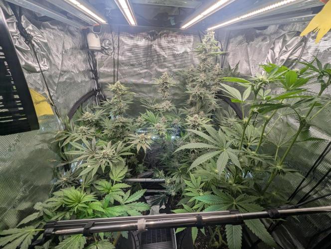 Black Cherry Gushers - Barney's Farm. Week 13