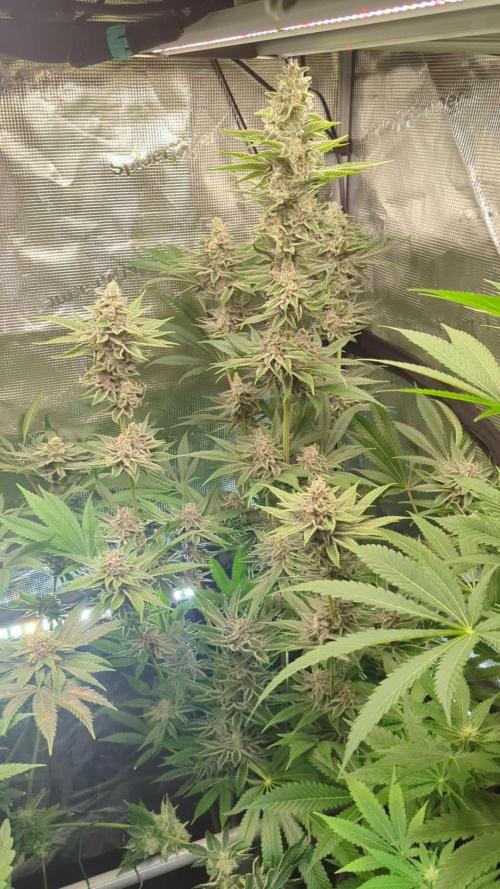 Blue Zushi - Dutch Passion