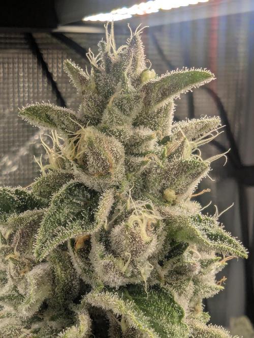 Blue Zushi - Dutch Passion. Week 13