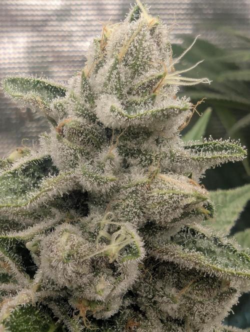 Blue Zushi - Dutch Passion. Week 13