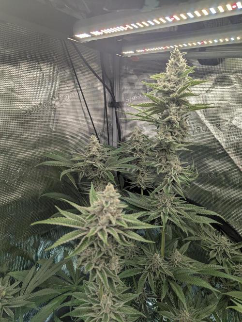 Blue Zushi - Dutch Passion. Week 13