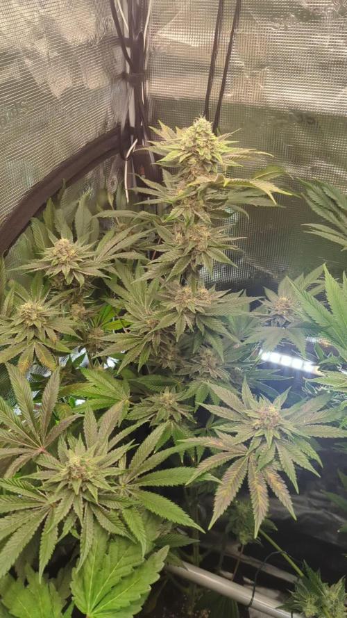 Black Cherry Gushers - Barney's Farm