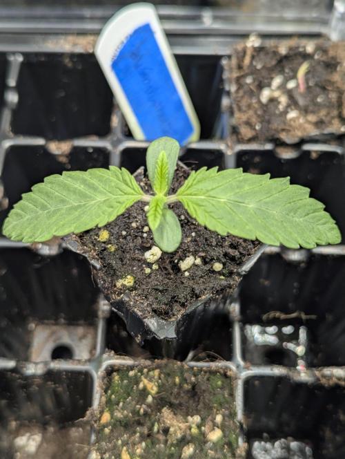 ZodaZa - Umami. Week 0