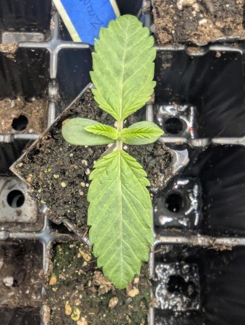 ZodaZa - Umami. Week 0