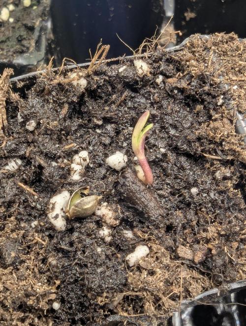 Zhampagne - Compound Genetics. Week 0