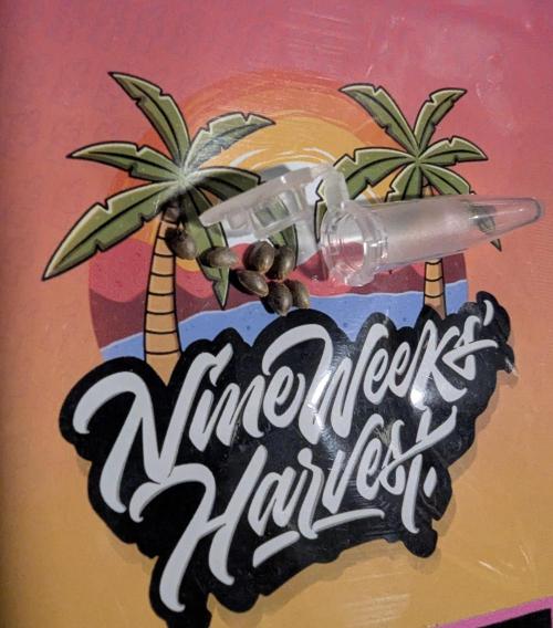 Monaco - Nine Weeks Harvest. Week 0