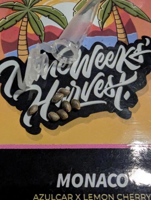 Monaco - Nine Weeks Harvest. Week 0