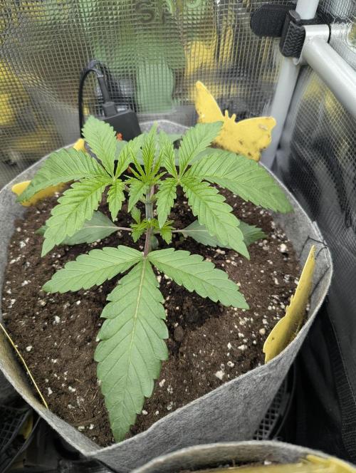 Wizard Fuel - Wizard Trees. Week 2