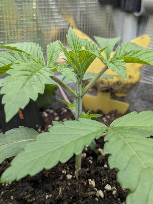 Wizard Fuel - Wizard Trees. Week 2