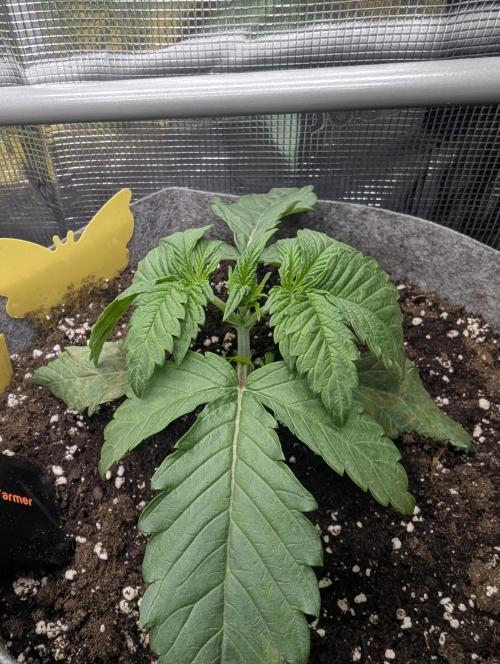 Wizard Fuel - Wizard Trees. Week 2