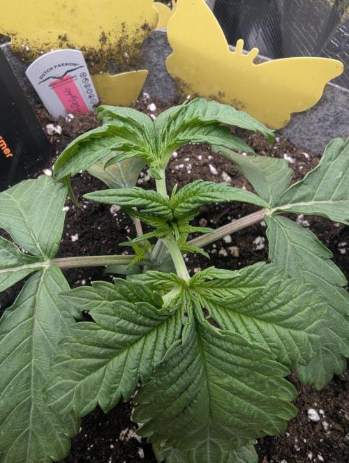 British Delight - Wizard Trees. Week 2