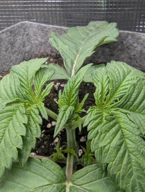 British Delight - Wizard Trees. Week 2