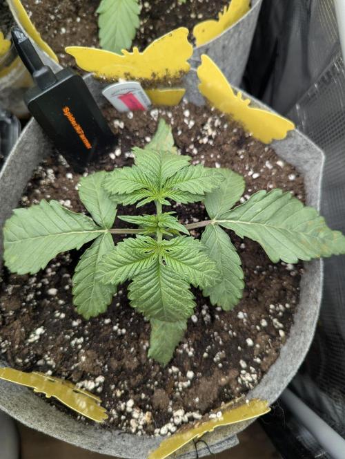 British Delight - Wizard Trees. Week 2