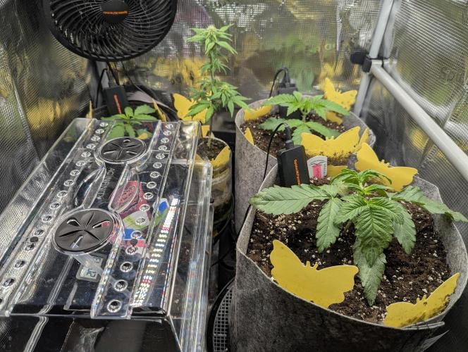 British Delight - Wizard Trees. Week 2