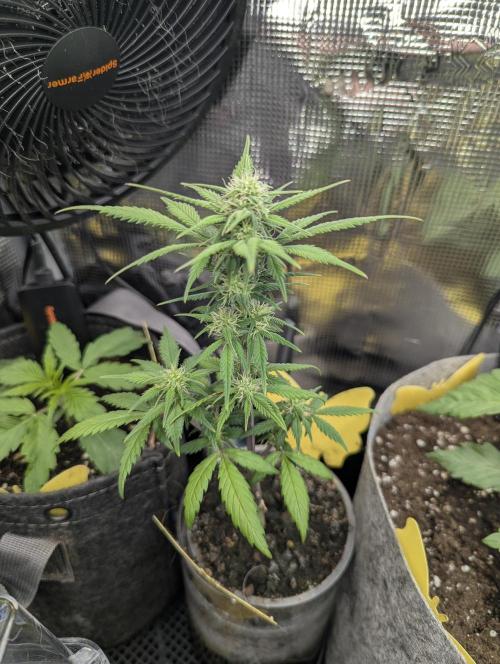 Strawberry Gorilla Auto - FastBuds. Week 5