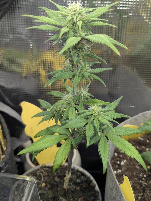 Strawberry Gorilla Auto - FastBuds. Week 5