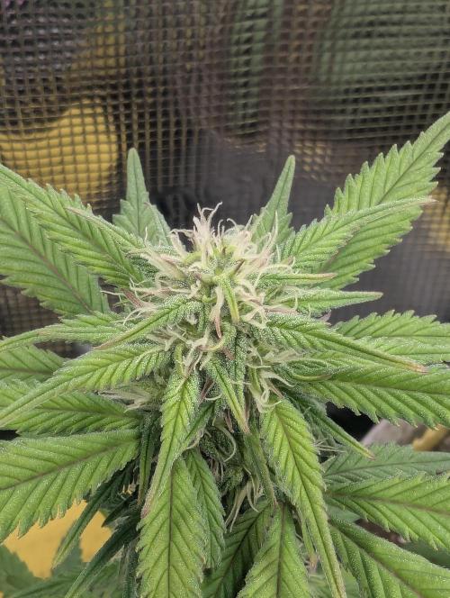 Strawberry Gorilla Auto - FastBuds. Week 5