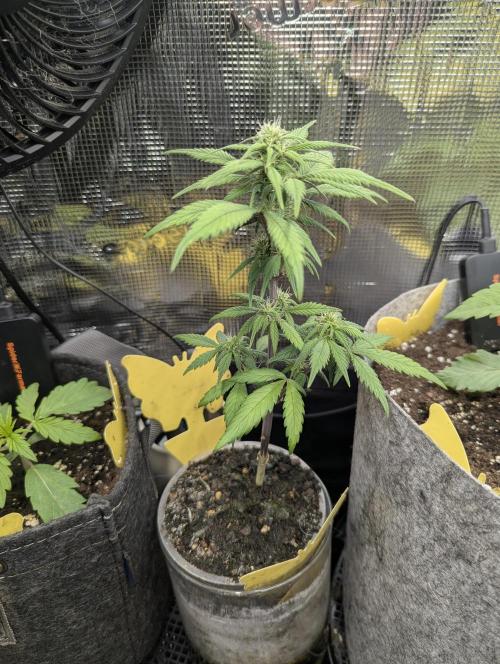 Strawberry Gorilla Auto - FastBuds. Week 5