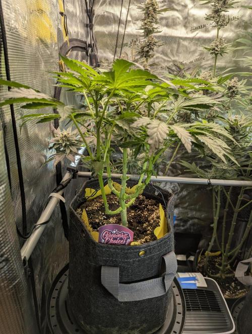 Zkittlez - Growers Choice. Week 5