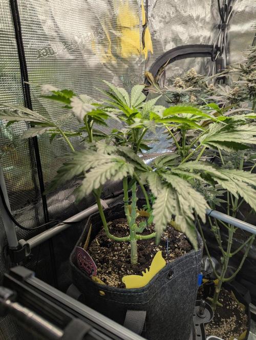 Zkittlez - Growers Choice. Week 5