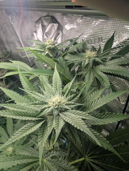 RS11 x Banana OG - Barney's Farm. Week 9